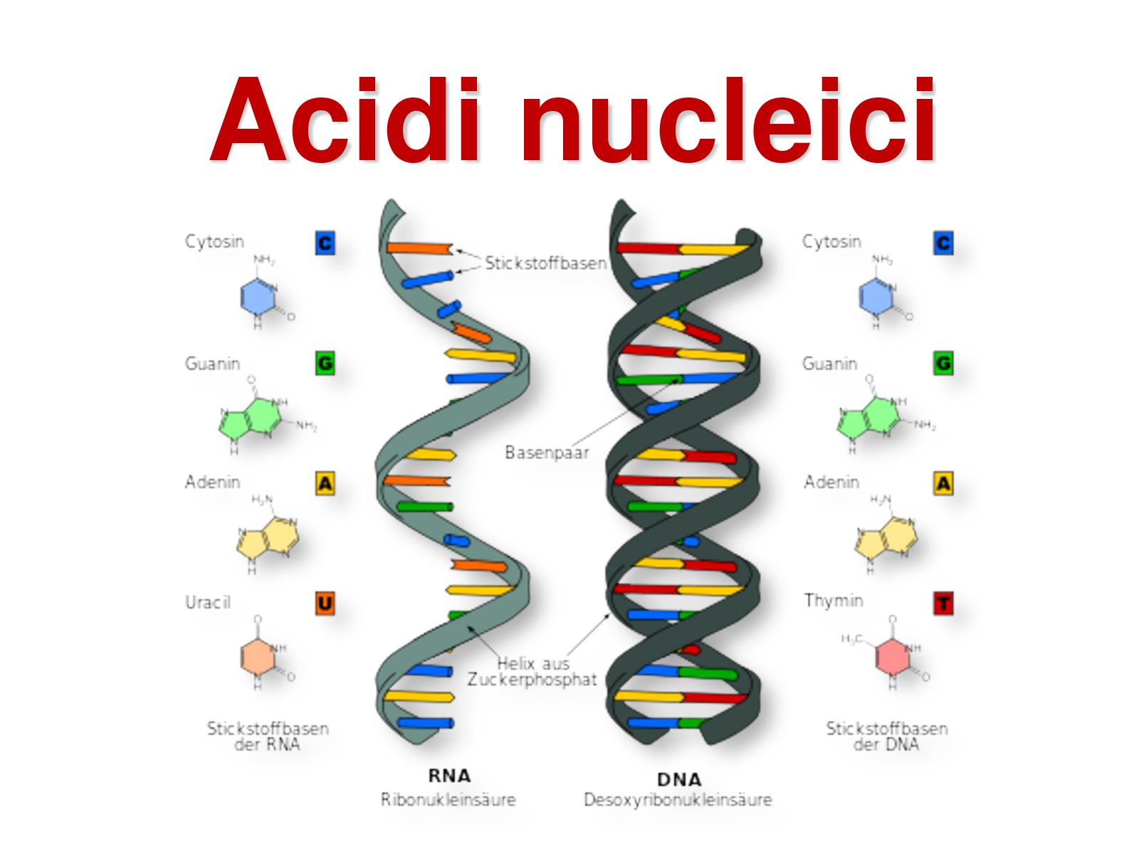 RNA
