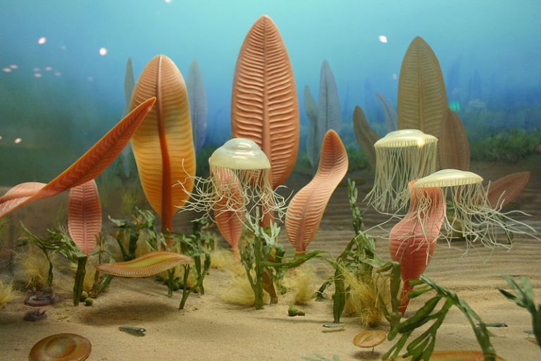 Ediacara