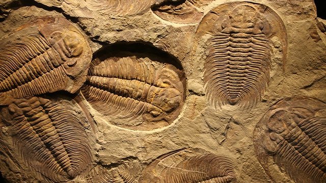 Fossili di trilobiti