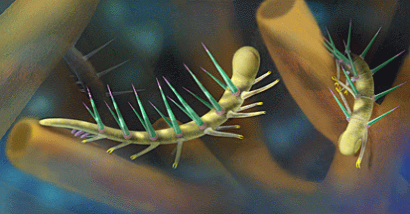 Hallucigenia