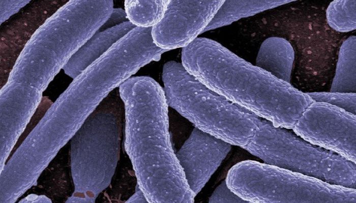 halobacterium
