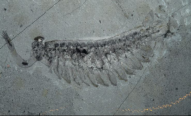 Opabinia regalis