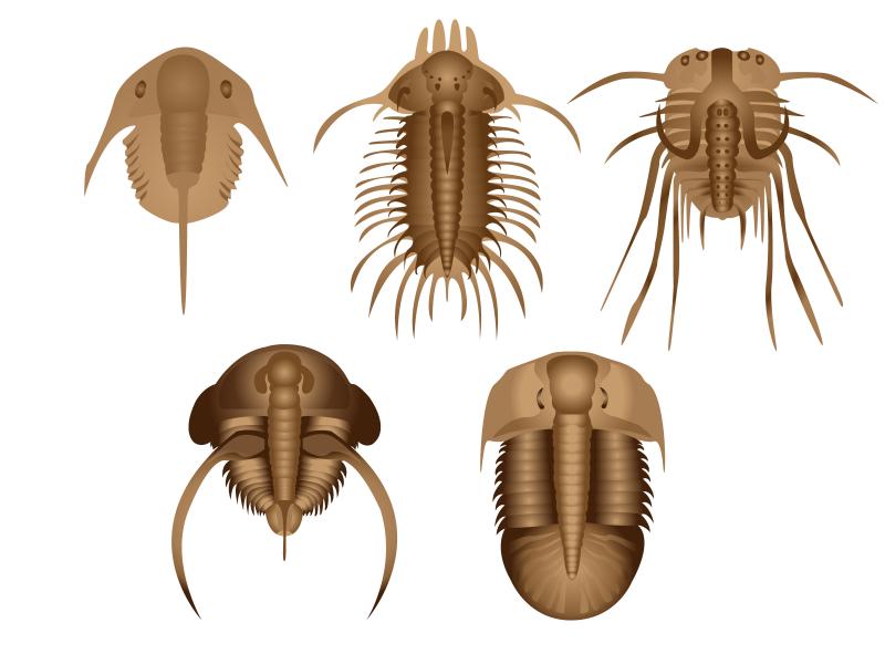 Trilobiti